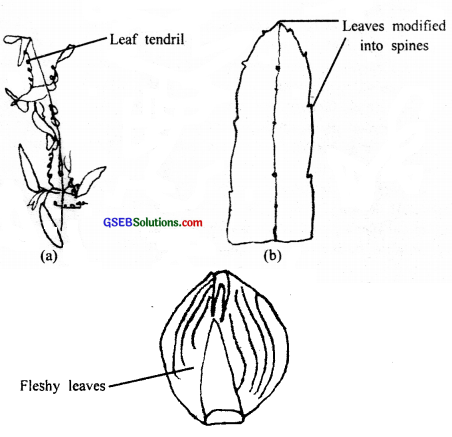 GSEB Solutions Class 11 Biology Chapter 5 Morphology of Flowering Plants img 8
