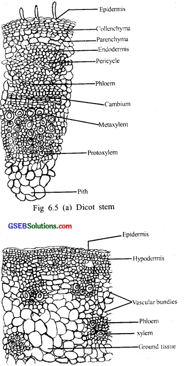 GSEB Solutions Class 11 Biology Chapter 6 Anatomy of Flowering Plants img 6