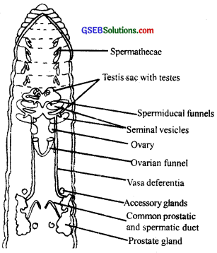 GSEB Solutions Class 11 Biology Chapter 7 Structural Organisation in Animals  – GSEB Solutions