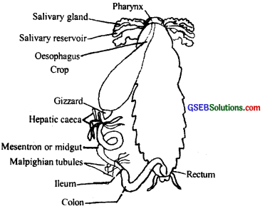 GSEB Solutions Class 11 Biology Chapter 7 Structural Organisation in Animals img 2