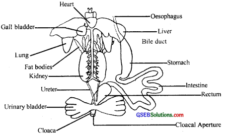 GSEB Solutions Class 11 Biology Chapter 7 Structural Organisation in Animals img 6