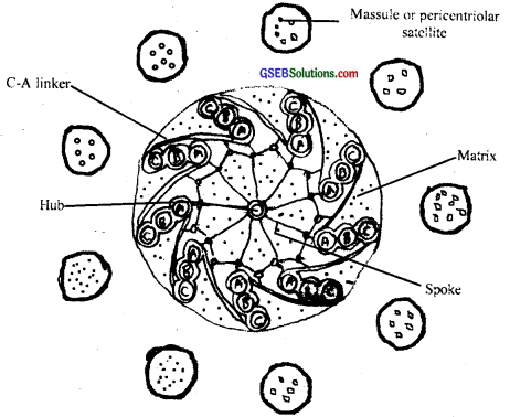 GSEB Solutions Class 11 Biology Chapter 8 Cell The Unit of Life img 5