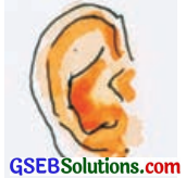 GSEB Solutions Class 8 Hindi Chapter 9 ममता 4