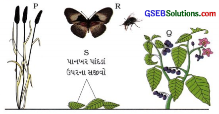 GSEB Class 10 Science Important Questions Chapter 15 આપણું પર્યાવરણ 31