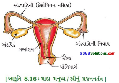GSEB Class 10 Science Important Questions Chapter 8 સજીવો કેવી રીતે પ્રજનન કરે છે 15