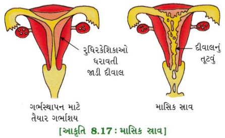 GSEB Class 10 Science Important Questions Chapter 8 સજીવો કેવી રીતે પ્રજનન કરે છે 16