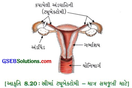 GSEB Class 10 Science Important Questions Chapter 8 સજીવો કેવી રીતે પ્રજનન કરે છે 19