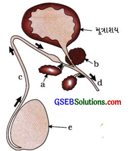 GSEB Class 10 Science Important Questions Chapter 8 સજીવો કેવી રીતે પ્રજનન કરે છે 28