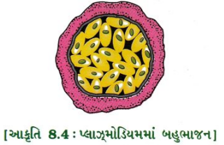 GSEB Class 10 Science Important Questions Chapter 8 સજીવો કેવી રીતે પ્રજનન કરે છે 3