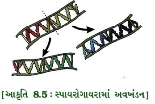 GSEB Class 10 Science Important Questions Chapter 8 સજીવો કેવી રીતે પ્રજનન કરે છે 4
