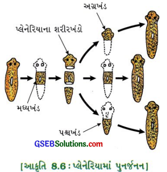GSEB Class 10 Science Important Questions Chapter 8 સજીવો કેવી રીતે પ્રજનન કરે છે 5