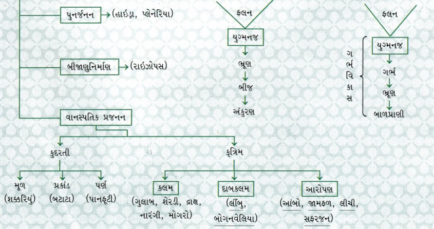 GSEB Class 10 Science Important Questions Chapter 8 સજીવો કેવી રીતે પ્રજનન કરે છે 50