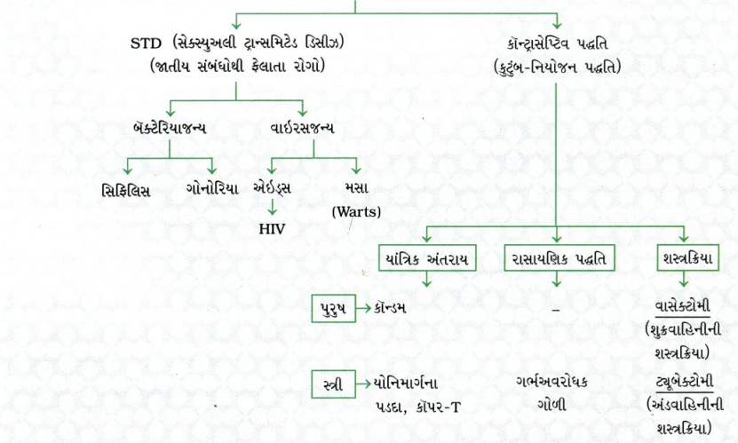 GSEB Class 10 Science Important Questions Chapter 8 સજીવો કેવી રીતે પ્રજનન કરે છે 52