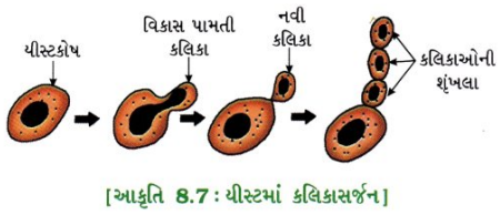 GSEB Class 10 Science Important Questions Chapter 8 સજીવો કેવી રીતે પ્રજનન કરે છે 6