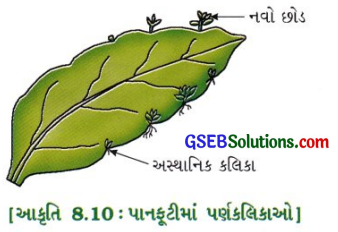 GSEB Class 10 Science Important Questions Chapter 8 સજીવો કેવી રીતે પ્રજનન કરે છે 8