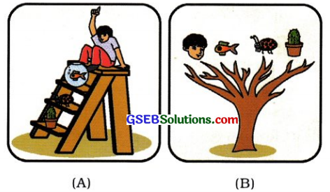 GSEB Class 10 Science Important Questions Chapter 9 આનુવંશિકતા અને ઉર્વિકાસ 42