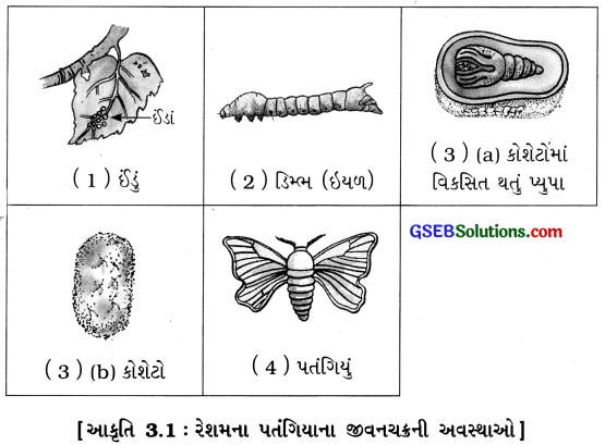 GSEB Class 7 Science Important Questions Chapter 3 રેસાથી કાપડ સુધી 2
