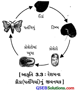 GSEB Class 7 Science Important Questions Chapter 3 રેસાથી કાપડ સુધી 4