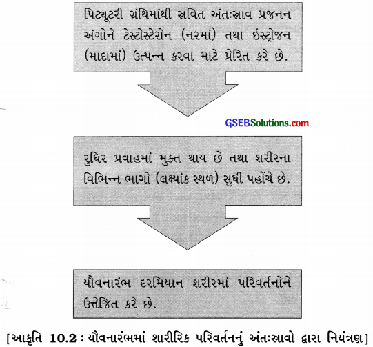 GSEB Class 8 Science Important Questions Chapter 10 તરુણાવસ્થા તરફ 3
