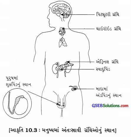 GSEB Class 8 Science Important Questions Chapter 10 તરુણાવસ્થા તરફ 6