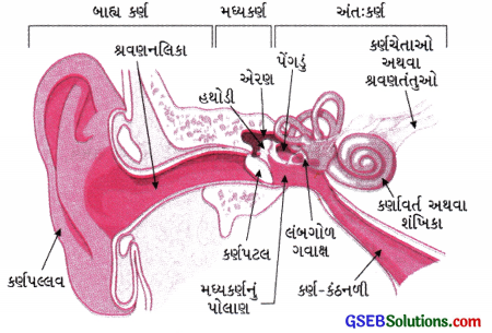 GSEB Class 9 Science Important Questions Chapter 12 ધ્વનિ 22