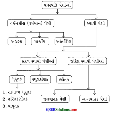 GSEB Class 9 Science Notes Chapter 6 પેશીઓ 1