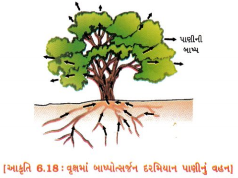 GSEB Solutions Class 10 Science Chapter 6 જૈવિક ક્રિયાઓ 10