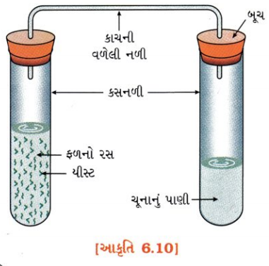 GSEB Solutions Class 10 Science Chapter 6 જૈવિક ક્રિયાઓ 6