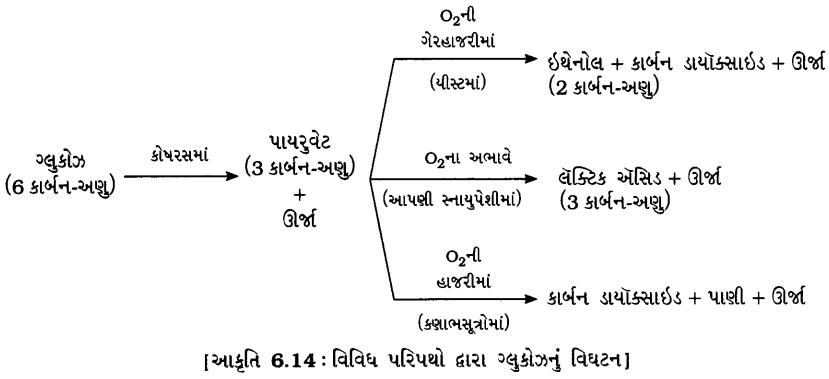 GSEB Solutions Class 10 Science Chapter 6 જૈવિક ક્રિયાઓ 7