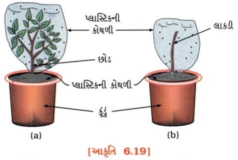GSEB Solutions Class 10 Science Chapter 6 જૈવિક ક્રિયાઓ 8