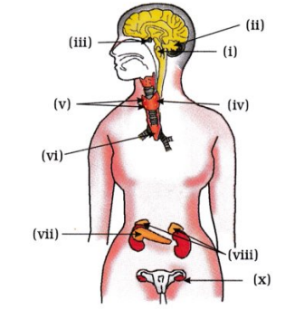 GSEB Solutions Class 10 Science Chapter 7 નિયંત્રણ અને સંકલન 10