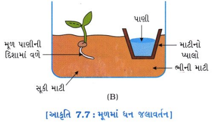 GSEB Solutions Class 10 Science Chapter 7 નિયંત્રણ અને સંકલન 8