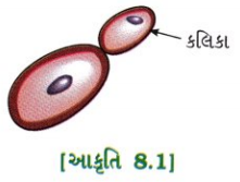 GSEB Solutions Class 10 Science Chapter 8 સજીવો કેવી રીતે પ્રજનન કરે છે 3