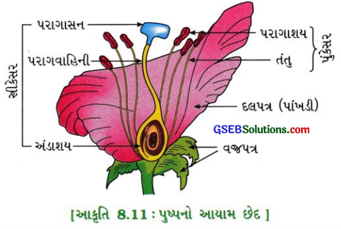 GSEB Solutions Class 10 Science Chapter 8 સજીવો કેવી રીતે પ્રજનન કરે છે 1