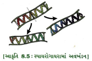 GSEB Solutions Class 10 Science Chapter 8 સજીવો કેવી રીતે પ્રજનન કરે છે 5