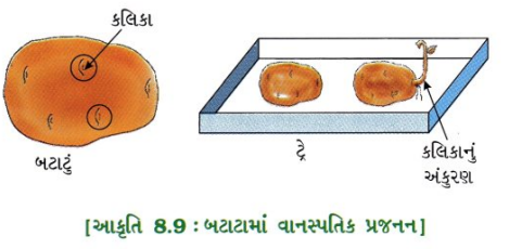 GSEB Solutions Class 10 Science Chapter 8 સજીવો કેવી રીતે પ્રજનન કરે છે 6