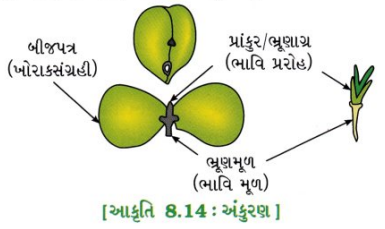 GSEB Solutions Class 10 Science Chapter 8 સજીવો કેવી રીતે પ્રજનન કરે છે 7