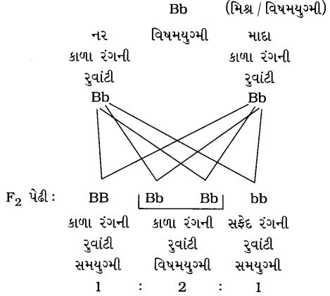 GSEB Solutions Class 10 Science Chapter 9 આનુવંશિકતા અને ઉર્વિકાસ 2