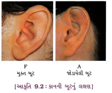 GSEB Solutions Class 10 Science Chapter 9 આનુવંશિકતા અને ઉર્વિકાસ 3