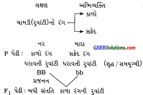 GSEB Solutions Class 10 Science Chapter 9 આનુવંશિકતા અને ઉર્વિકાસ 1