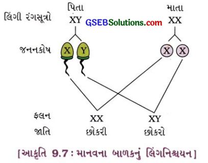 GSEB Solutions Class 10 Science Chapter 9 આનુવંશિકતા અને ઉર્વિકાસ 6