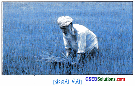 GSEB Solutions Class 10 Social Science Chapter 10 ભારત કૃષિ 5