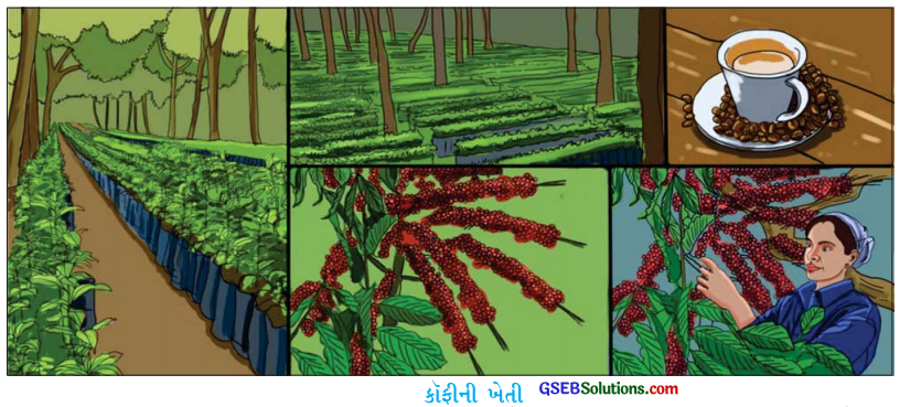 GSEB Solutions Class 10 Social Science Chapter 10 ભારત કૃષિ 8