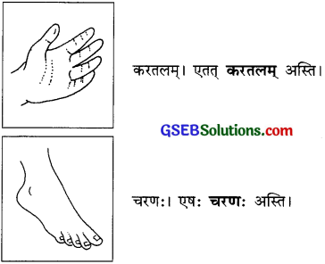 GSEB Solutions Class 6 Sanskrit Chapter 1 मम अङ्गानि 3