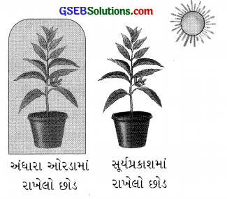 GSEB Solutions Class 7 Science Chapter 1 વનસ્પતિમાં પોષણ 3