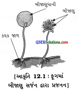 GSEB Solutions Class 7 Science Chapter 12 વનસ્પતિમાં પ્રજનન 1