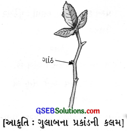 GSEB Solutions Class 7 Science Chapter 12 વનસ્પતિમાં પ્રજનન 6