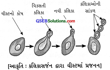 GSEB Solutions Class 7 Science Chapter 12 વનસ્પતિમાં પ્રજનન 8