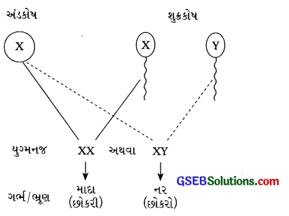 GSEB Solutions Class 8 Science Chapter 10 તરુણાવસ્થા તરફ 1