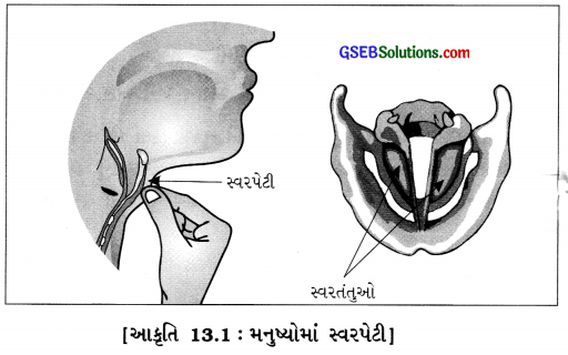 GSEB Solutions Class 8 Science Chapter 13 ધ્વનિ 4